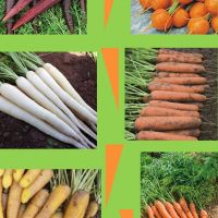 The different kinds of carrot in our seed trial - orange, white, purple, round, long....